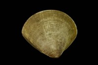 藏品(文蛤)的圖片